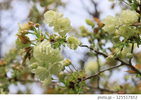うこん桜 鬱金桜 薄緑色の花をつけるうこんの桜 うこん桜 鬱金桜 薄緑色の花をつけるうこんの桜 125517852
