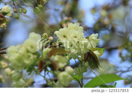 うこん桜　鬱金桜　薄緑色の花をつけるうこんの桜 125517853