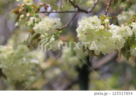 うこん桜 鬱金桜 薄緑色の花をつけるうこんの桜 うこん桜 鬱金桜 薄緑色の花をつけるうこんの桜 125517854