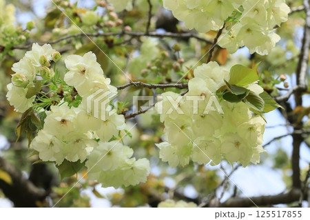 うこん桜　鬱金桜　薄緑色の花をつけるうこんの桜 125517855