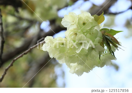 うこん桜　鬱金桜　薄緑色の花をつけるうこんの桜 125517856