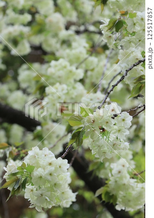 うこん桜　鬱金桜　薄緑色の花をつけるうこんの桜 125517857