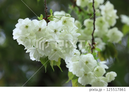 うこん桜　鬱金桜　薄緑色の花をつけるうこんの桜 125517861
