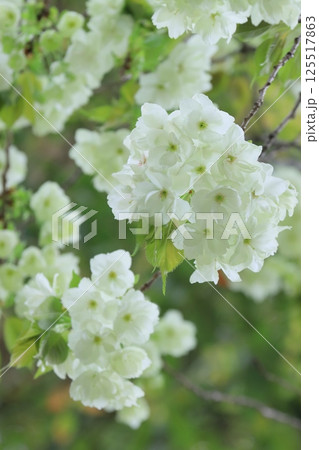 うこん桜 鬱金桜 薄緑色の花をつけるうこんの桜 うこん桜 鬱金桜 薄緑色の花をつけるうこんの桜 125517863