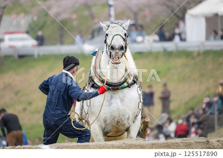 東北輓馬競技大会 障害に挑む輓馬と扶助 125517890