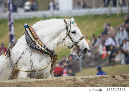 東北輓馬競技大会 障害を超える輓馬 東北輓馬競技大会 障害を超える輓馬 125517891