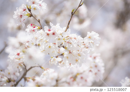 花岡山公園の桜 125518007