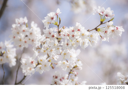 花岡山公園の桜 花岡山公園の桜 125518008