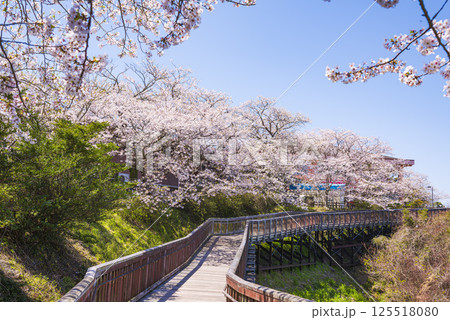 桜並木が続く西海橋公園のウォークデッキ 125518080