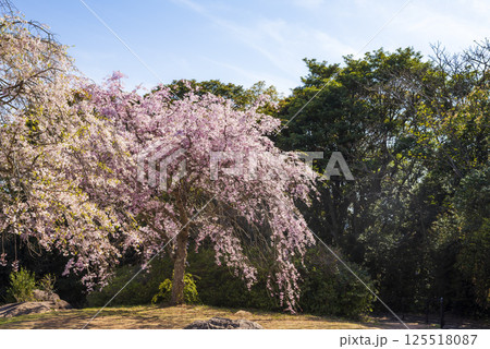 展海峰公園の枝垂れ桜と青空の春風景 125518087