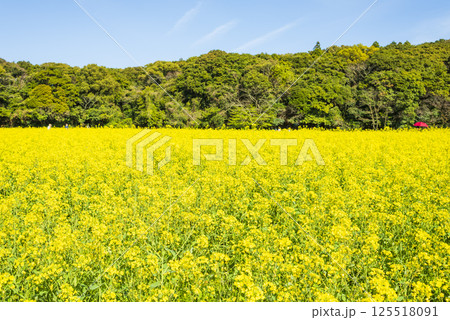展海峰公園に広がる菜の花畑の春風景 展海峰公園に広がる菜の花畑の春風景 125518091