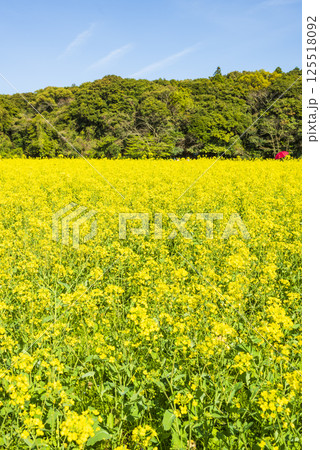 展海峰公園に広がる菜の花畑の春風景 展海峰公園に広がる菜の花畑の春風景 125518092
