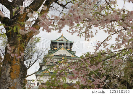 桜に囲まれた大坂城　大坂城と桜 125518196