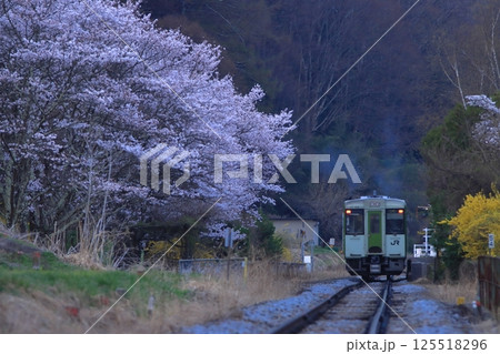 満開の桜が待つ早朝の小海線にやってきたキハ110系気動車の始発列車_2025/4/19撮影 125518296