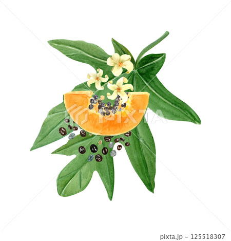 Papaya slice with seeds, leaf and flowers watercolor illustration isolated on white. The hand-painted tropical fruit clip art is perfect for culinary designs, labels, prints, cards, packages menu Papaya slice with seeds, leaf and flowers watercolor illustration isolated on white. The hand-painted tropical fruit clip art is perfect for culinary designs, labels, prints, cards, packages menu 125518307