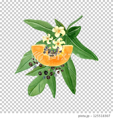 Papaya slice with seeds, leaf and flowers watercolor illustration isolated on white. The hand-painted tropical fruit clip art is perfect for culinary designs, labels, prints, cards, packages menu Papaya slice with seeds, leaf and flowers watercolor illustration isolated on white. The hand-painted tropical fruit clip art is perfect for culinary designs, labels, prints, cards, packages menu 125518307