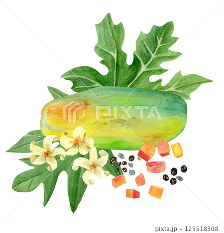 Papaya fruit whole, cubes, seeds, leafs and flowers watercolor illustration isolated on white. Hand painted tropical plant clip art is perfect for culinary designs, labels, prints, cards, packages Papaya fruit whole, cubes, seeds, leafs and flowers watercolor illustration isolated on white. Hand painted tropical plant clip art is perfect for culinary designs, labels, prints, cards, packages 125518308