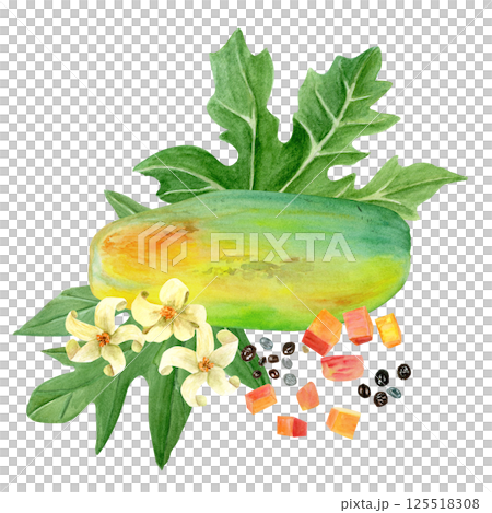 Papaya fruit whole, cubes, seeds, leafs and flowers watercolor illustration isolated on white. Hand painted tropical plant clip art is perfect for culinary designs, labels, prints, cards, packages Papaya fruit whole, cubes, seeds, leafs and flowers watercolor illustration isolated on white. Hand painted tropical plant clip art is perfect for culinary designs, labels, prints, cards, packages 125518308