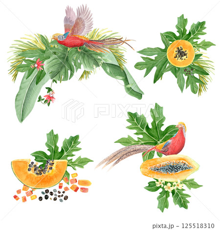 Golden pheasant papaya leafs and flowers watercolor composition set isolated on white. High quality hand drawn clip art sketch style ideal for cards, poster, book design and decor. Vibrant China bird Golden pheasant papaya leafs and flowers watercolor composition set isolated on white. High quality hand drawn clip art sketch style ideal for cards, poster, book design and decor. Vibrant China bird 125518310
