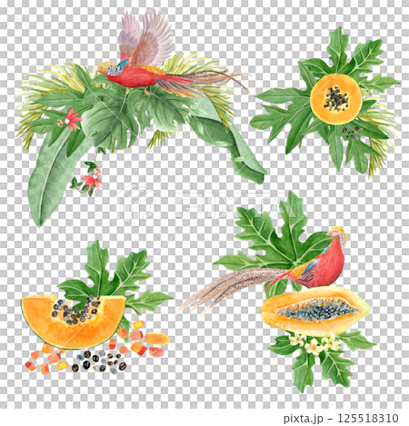 Golden pheasant papaya leafs and flowers watercolor composition set isolated on white. High quality hand drawn clip art sketch style ideal for cards, poster, book design and decor. Vibrant China bird Golden pheasant papaya leafs and flowers watercolor composition set isolated on white. High quality hand drawn clip art sketch style ideal for cards, poster, book design and decor. Vibrant China bird 125518310