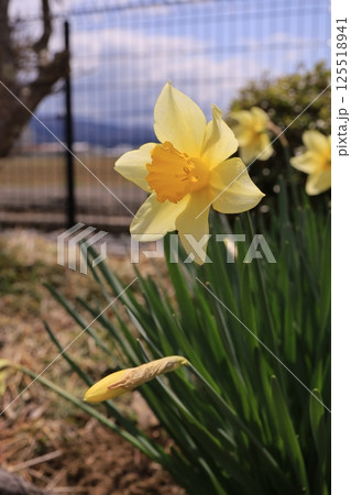 ラッパ水仙 125518941