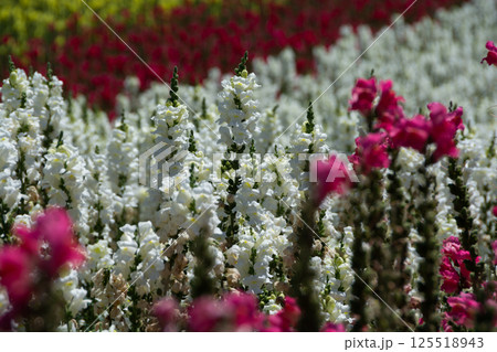 カラフルな夏の花畑 カラフルな夏の花畑 125518943