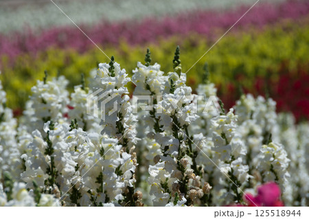 カラフルな夏の花畑 125518944
