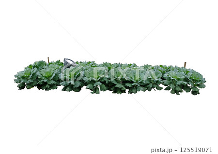 Fresh Green Cabbage Fresh Green Cabbage 125519071