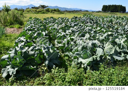 キャベツ畑 山形県庄内 125519184