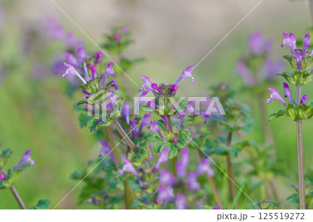 一年生草本シソ科ホトケノザの開花 唇形状の淡紅色の花 一年生草本シソ科ホトケノザの開花 唇形状の淡紅色の花 125519272