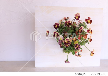 ビオラの寄せ植え ビオラの寄せ植え 125519309