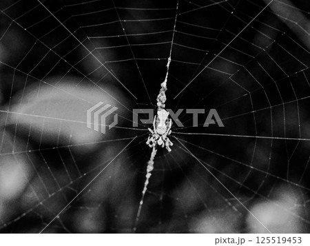 ゴミグモの垂直円網 ゴミグモの垂直円網 125519453