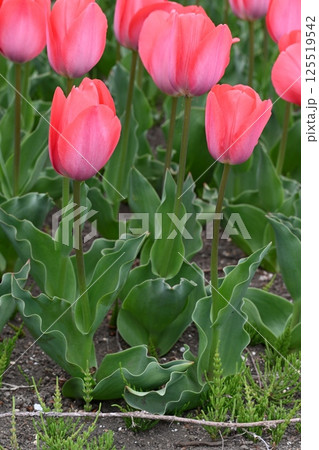 高崎市希望の丘農園の花壇で撮ったチューリップの花 高崎市希望の丘農園の花壇で撮ったチューリップの花 125519542