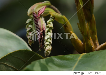 自然　植物　アラカシ、ブナ科コナラ属の常緑高木。雌雄異花の木でこちらは若い雄花花序です 125519750