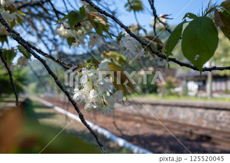 日本の岡山県新見市の岩山駅の春の美しい風景 125520045