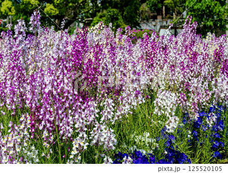 春の花壇 春の花壇 125520105