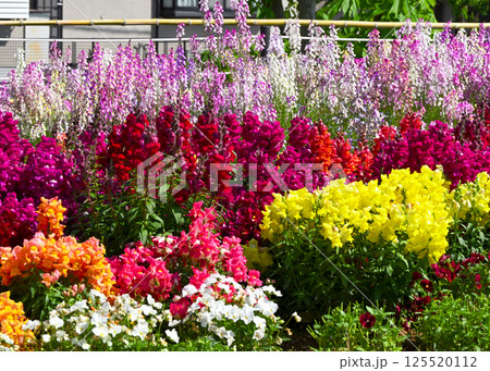 春の花壇 125520112