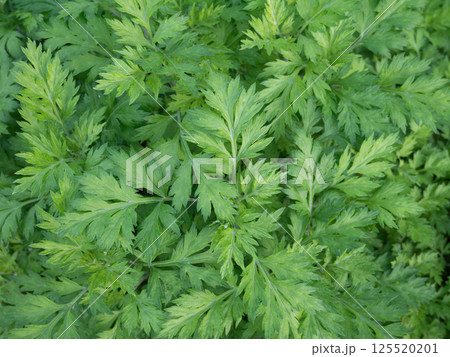 ヨモギ 125520201