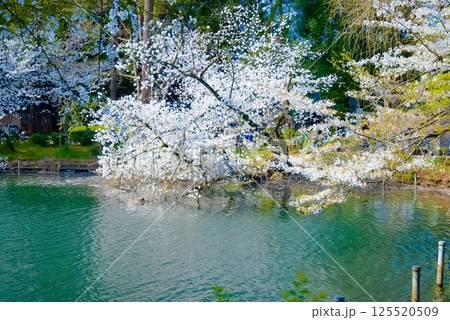 水没する桜 水没する桜 125520509