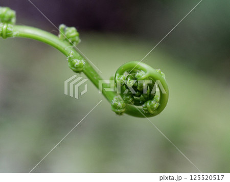 羊歯植物の新芽 ウラジロ 125520517