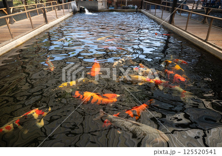 Beautiful koi fish (or fancy carp) swimming in fish hatchery. Koi have been popular ornamental fishes in worldwide. 125520541