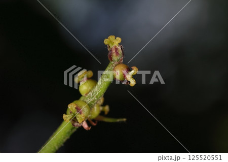 自然 植物 アラカシ、四月下旬の雌花。三つに分かれた黄色い花柱が目立つ、子房が膨らみ受粉完了? 自然 植物 アラカシ、四月下旬の雌花。三つに分かれた黄色い花柱が目立つ、子房が膨らみ受粉完了? 125520551