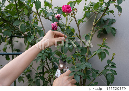 Cropped shot view of gardener trying to cut a wilted roses from rose tree. Cropped shot view of gardener trying to cut a wilted roses from rose tree. 125520579