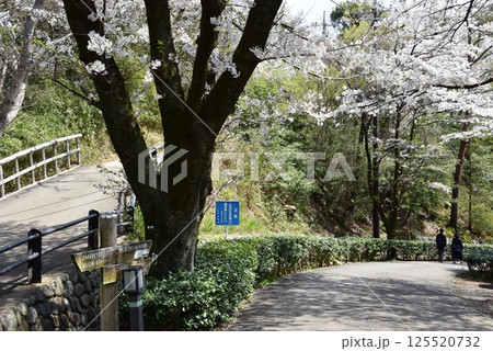 川崎市　生田緑地の枡形山展望台方面と七草峠方面分岐と満開桜並木 125520732