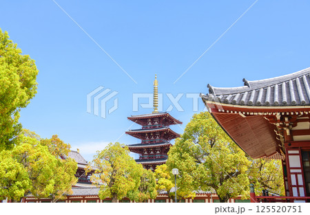 四天王寺　五重塔とクスノキ、回廊　大阪市 125520751
