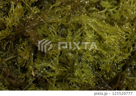 マツノリ マツノリ 125520777