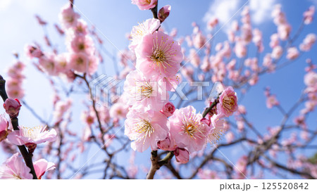 梅の花(白梅) 梅の花(白梅) 125520842