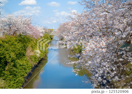 市川市真間川の桜 市川市真間川の桜 125520906