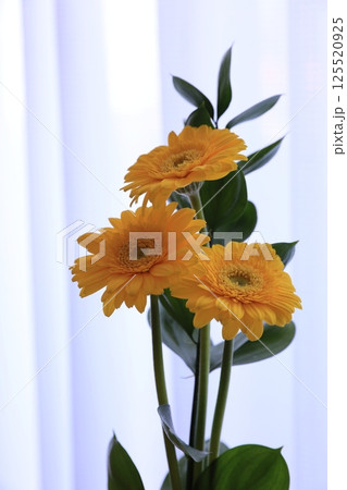 三本のガーベラ 125520925