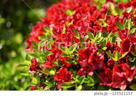 キリシマツツジ（霧島躑躅） 125521157